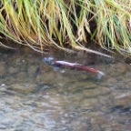 salmon going upstream
