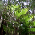 tree ferns