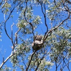 camping under koalas