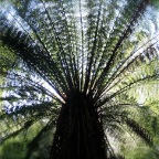 otway rainforest