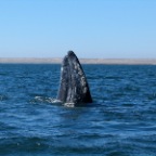 grey whale at guerrero negro