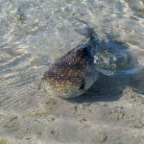 big blowfish!