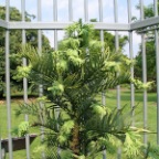 wollemi pine from AUS