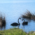swans at houn river