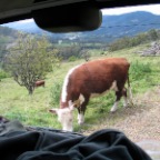 cows visit