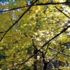 fall canopy