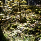 and green...