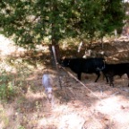 mocha kissed the cow!