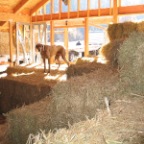 mocha helps! see that's only half the truck load!