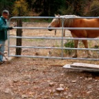 mocha escapes from the palomino