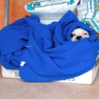 bonnie blue keeps warm