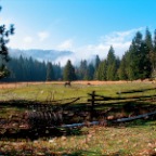 horses in the meadow