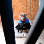 mocha in calf jacket
