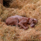 supervisor sleeps