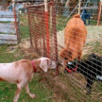 mocha making friends...