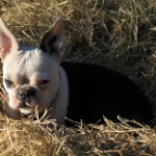 bonnie - midday