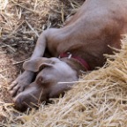 mocha hits the hay