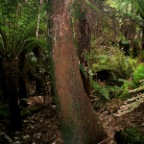 300 years old