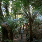 soft tree ferns