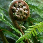 new fern frond