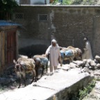 donkey bring soil