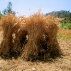 straw