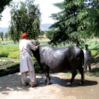 washing ox
