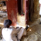 cinching bales