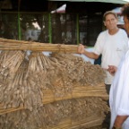 shopping for bamboo
