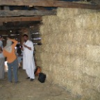 over 100 bales made!
