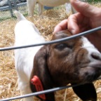 lil' goatie!