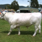 big bull