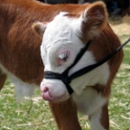 babe calf