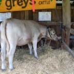 murray grey