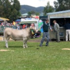 prize winner grey