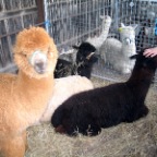 alpacas