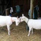 goats