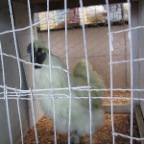 green chock