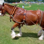 clydesdale