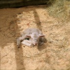 lamb