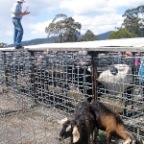 livestock auction