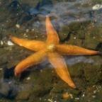 starfish