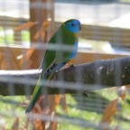 blue bird