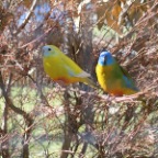 pretty birds