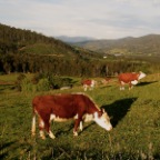 sunset cows