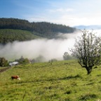 fog retreats