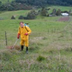 spraying blackberries