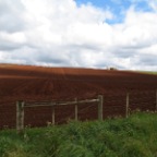 rich soil