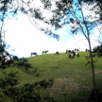 black & white cows!