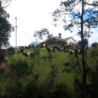 belfor cows